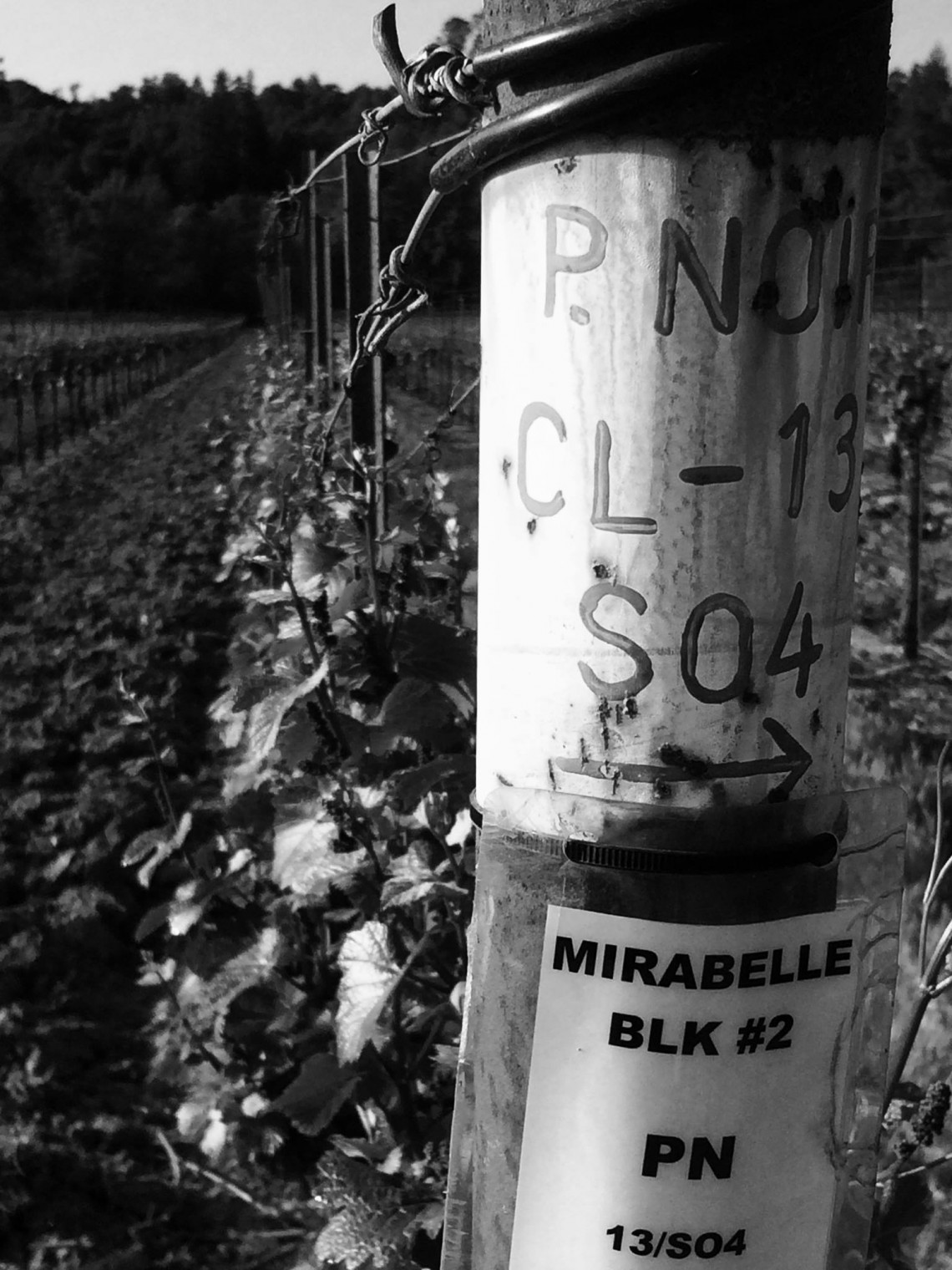 Russian River Valley Single Vineyard Night - San Francisco