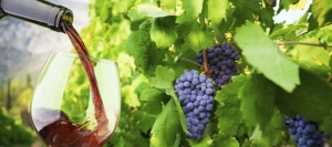 wine-harvest