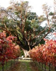 D.H. Gustafson Family Vineyards