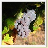 Odonata Wines
