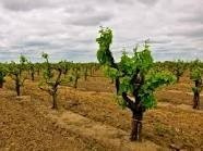Lodi
