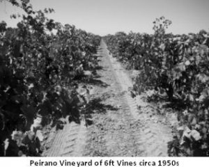 Peirano Estate Vineyards