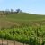 Shannon Ridge Vineyards & Winery